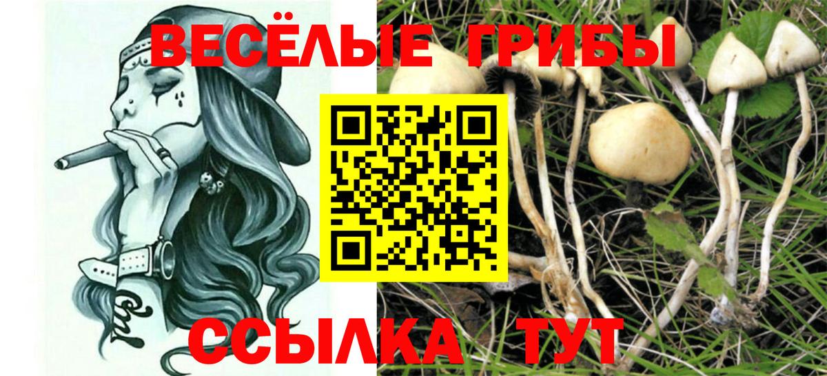 Псилоцибиновые грибы Psilocybe  Вход с VPN  Елизово  Псилоцибиновые грибы Cubensis 
